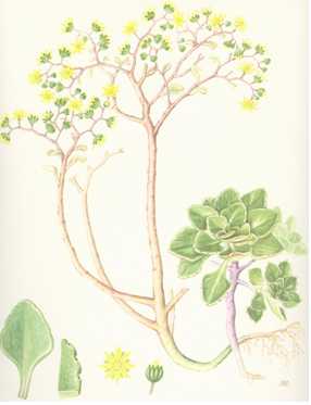 FLORA1
