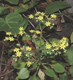 FLORA2
