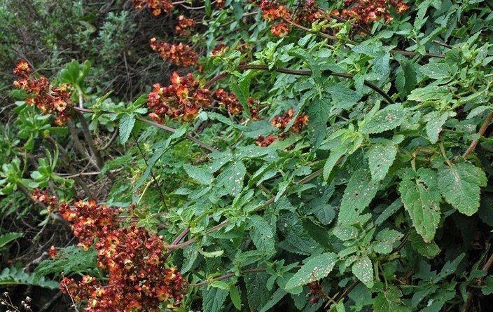 calliaiantha