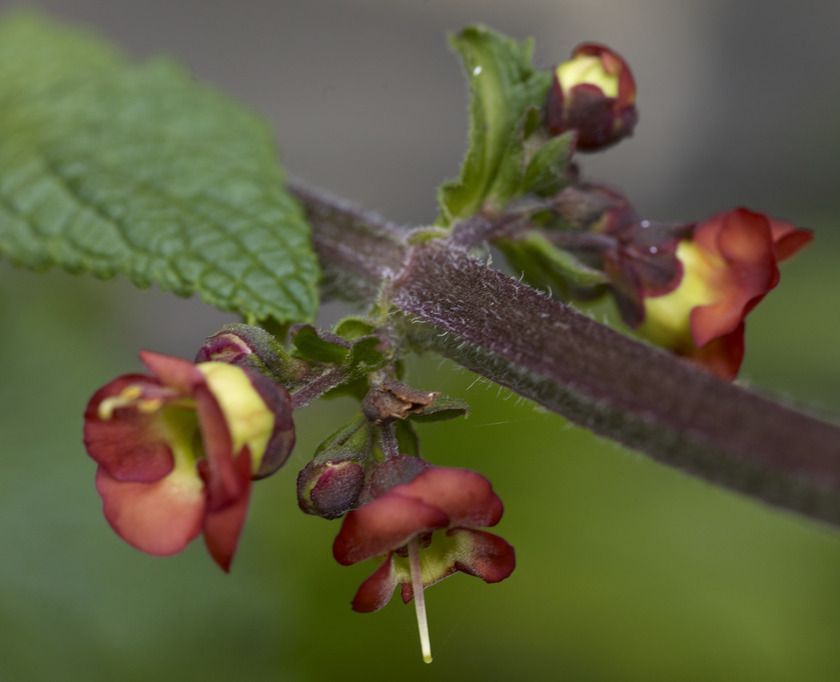 callianthia bella risco