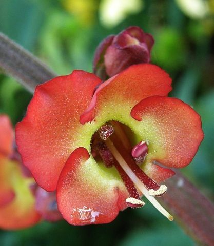 scrophularia calliantha3