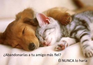 mocion mascotas