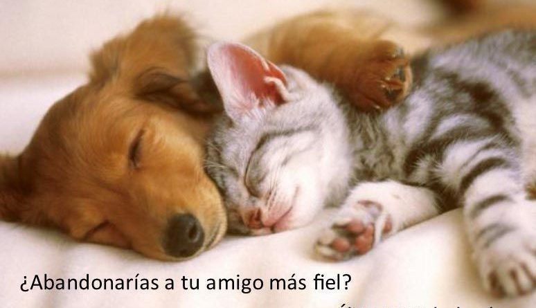 mocion mascotas