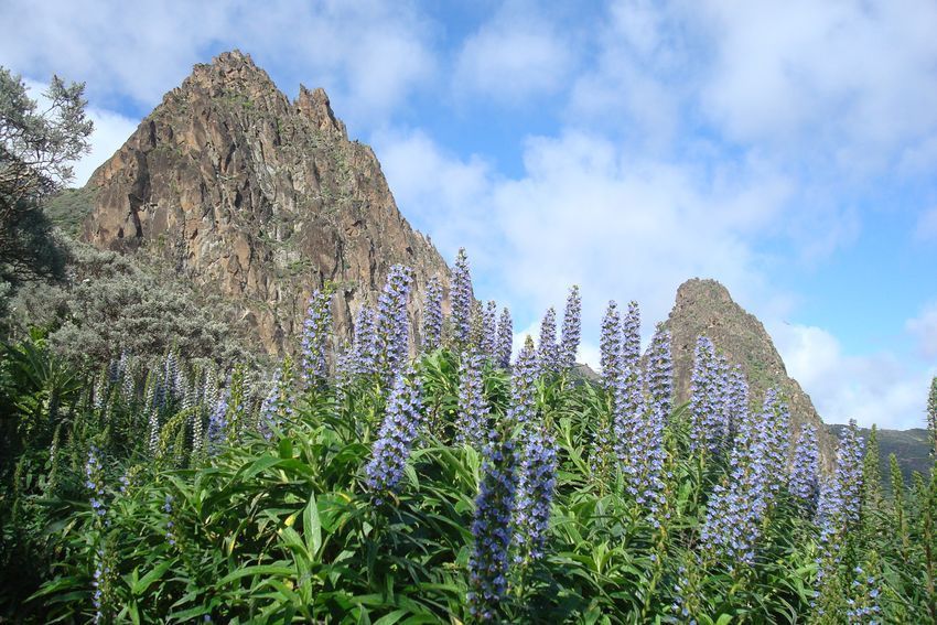 roque grande