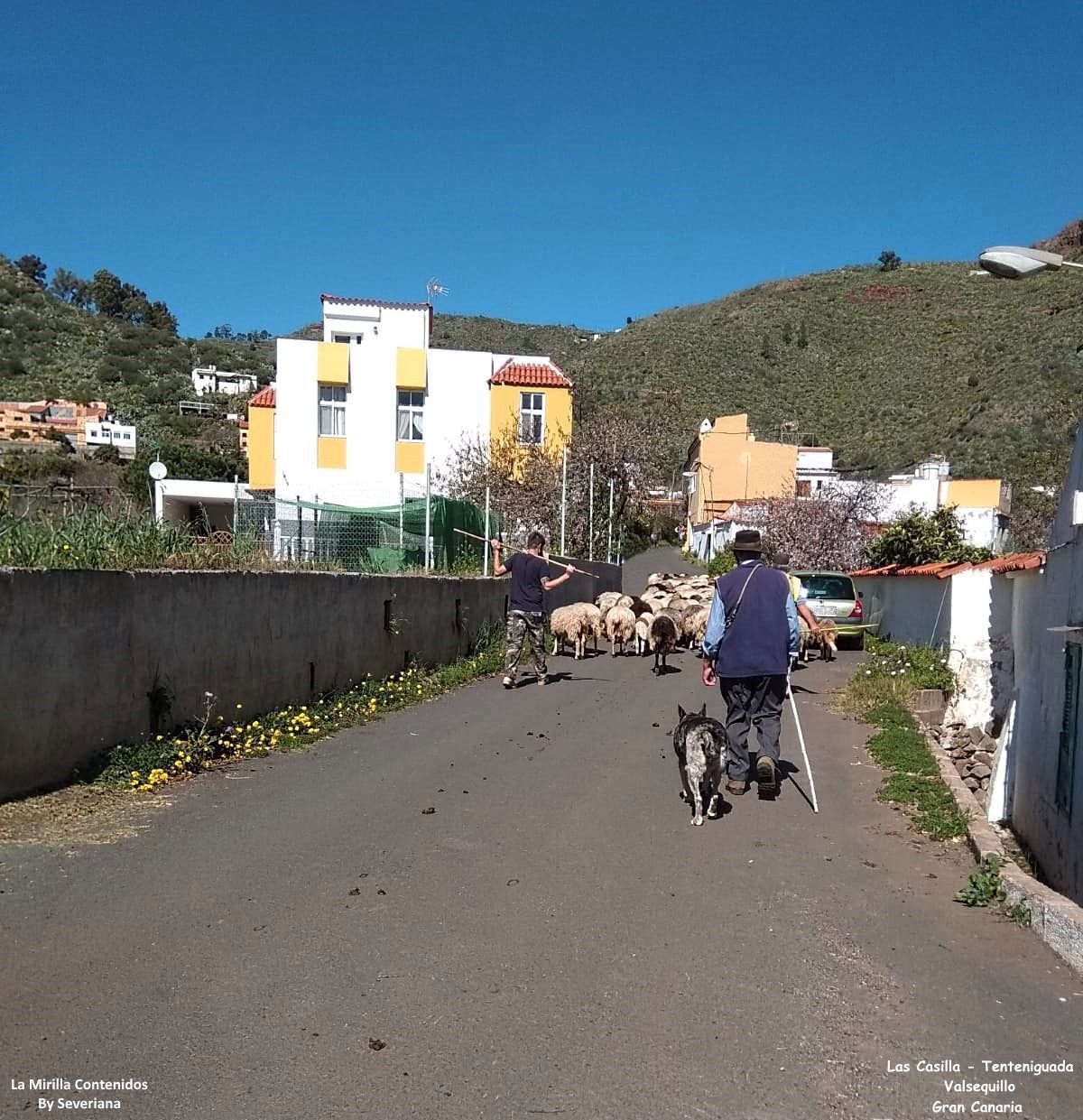 ganado