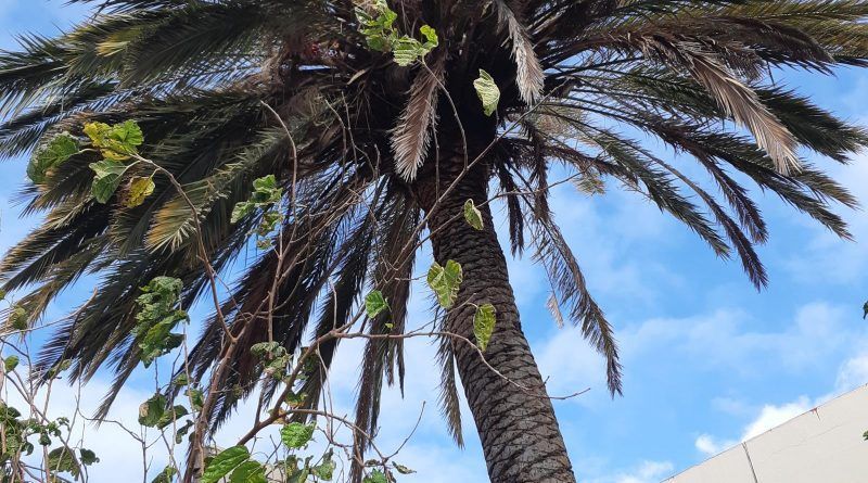 PALMERA