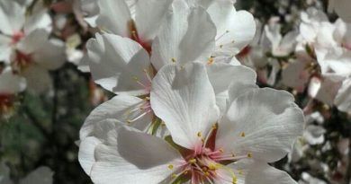 almendrero