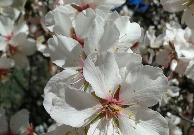 almendrero