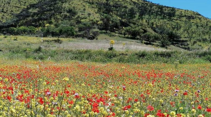 campo