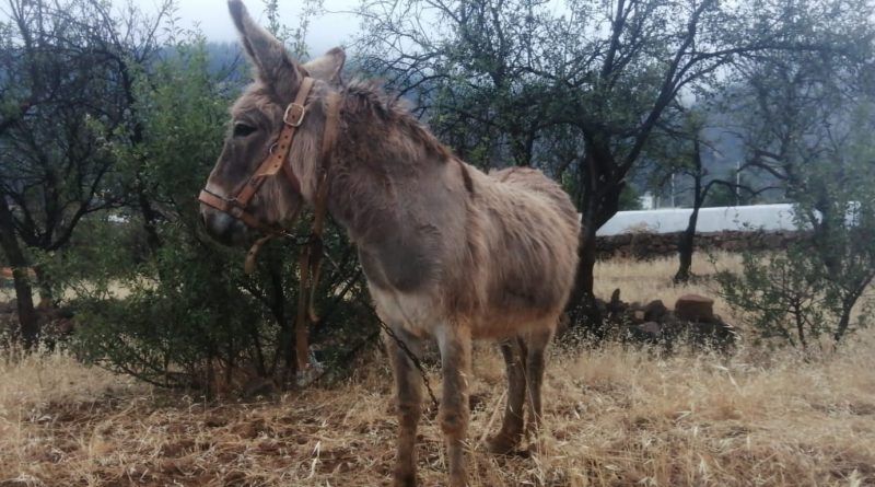 BURRO 1