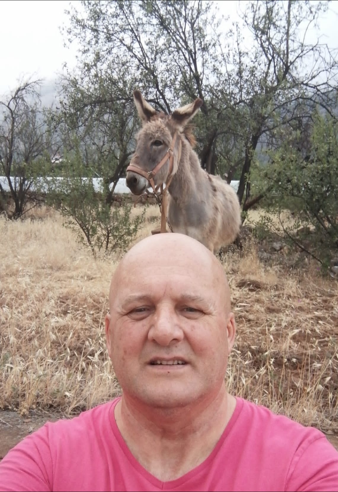 BURRO 2