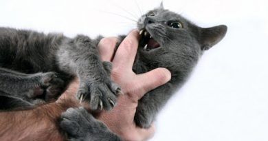 gatos que muerden
