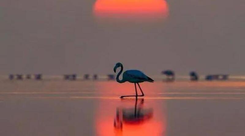 FLAMENCOS