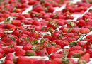 fresas