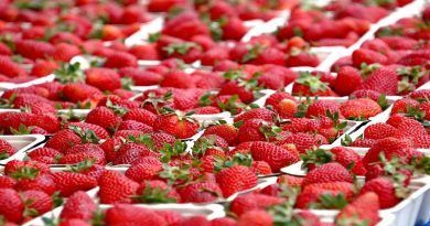 fresas