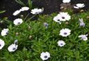 FLORES