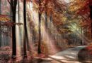LLEG&Oacute; EL OTO&Ntilde;O