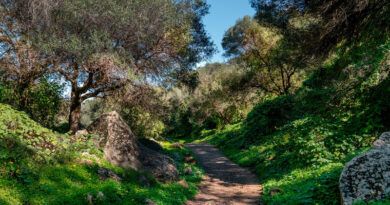 EL BARRANCO DE LOS CERNÍCALOS EN GRAVE PELIGRO EL BARRANCO DE LOS CERNÍCALOS EN GRAVE PELIGRO